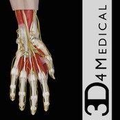 Hand Wrist Pro III with Animations