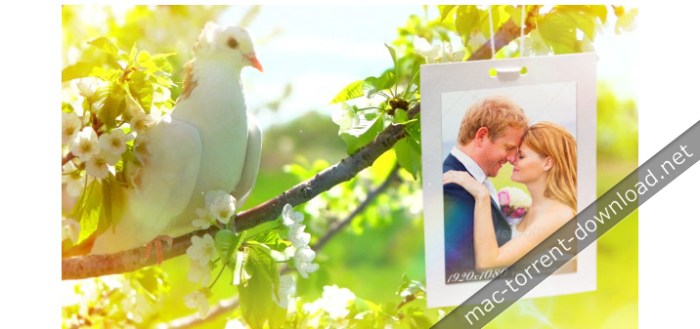 videohive_wedding_8012602