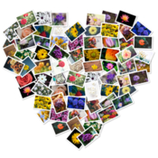 Figrcollage icon
