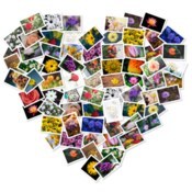 Figrcollage icon