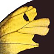 ZereneStacker icon