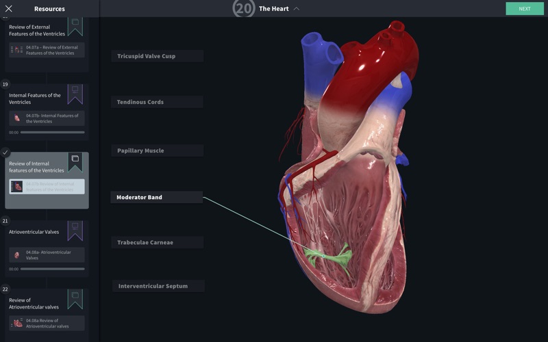 8_Complete_Anatomy_2019.jpg