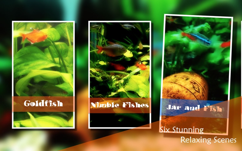 2_Chill_Relax_Aquarium_Cay_Fish_Tank_HD_Video.jpg