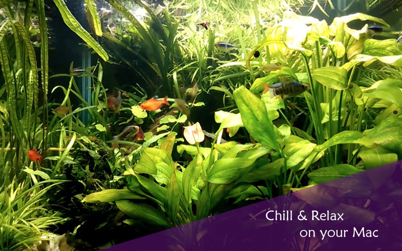 3_Chill_Relax_Aquarium_Cay_Fish_Tank_HD_Video.jpg