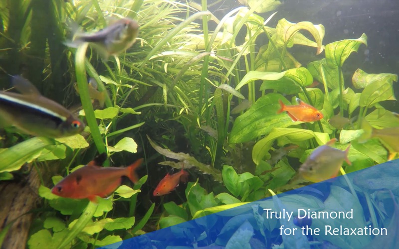 4_Chill_Relax_Aquarium_Cay_Fish_Tank_HD_Video.jpg