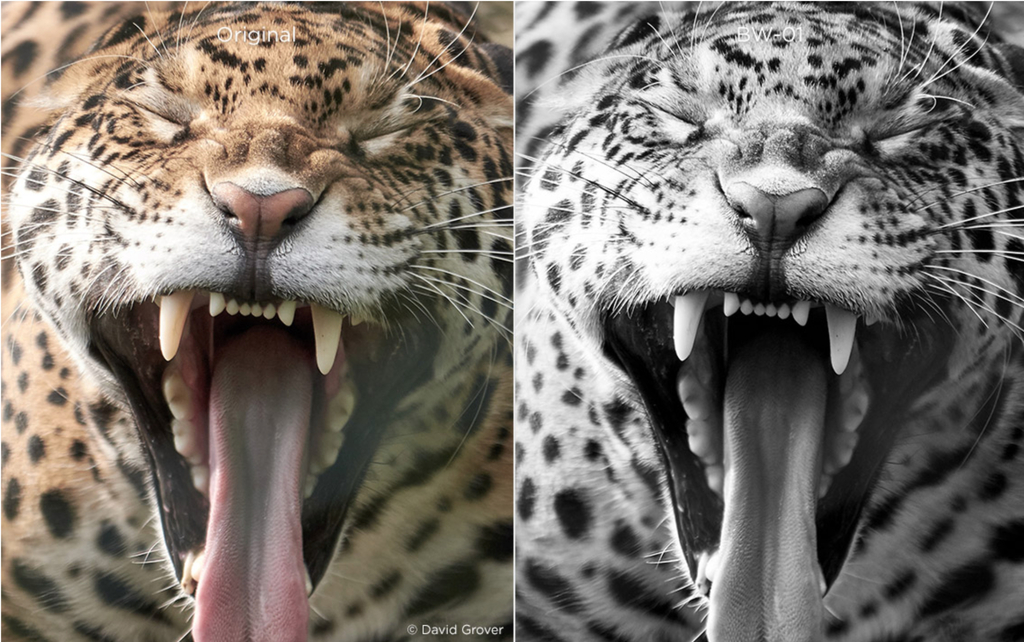 PhaseOne Capture One Styles ESSENTIALS Style Pack Win Mac Screenshot 08 14ibbg1y