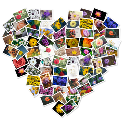 FigrCollage icon